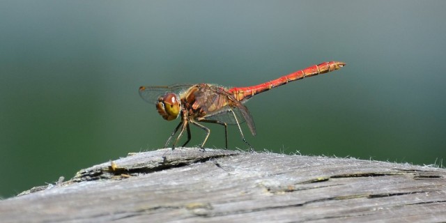 Libellula